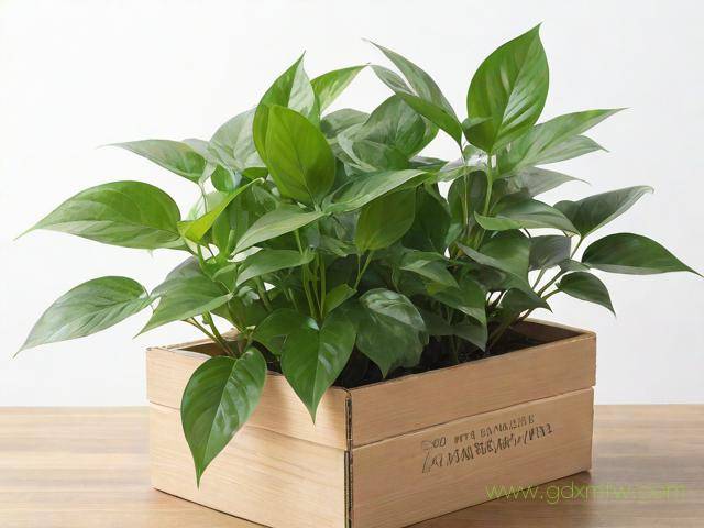 植物检疫证办理流程(植物检疫证书需要什么材料)