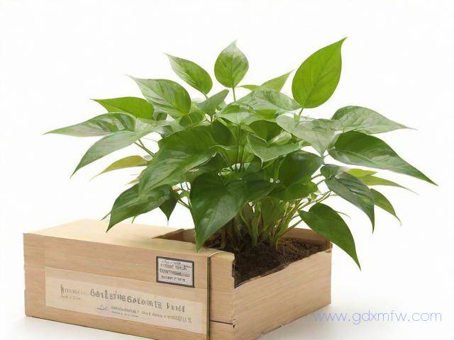 植物检疫证办理流程(植物检疫证书需要什么材料)